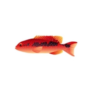 Red Louti Grouper